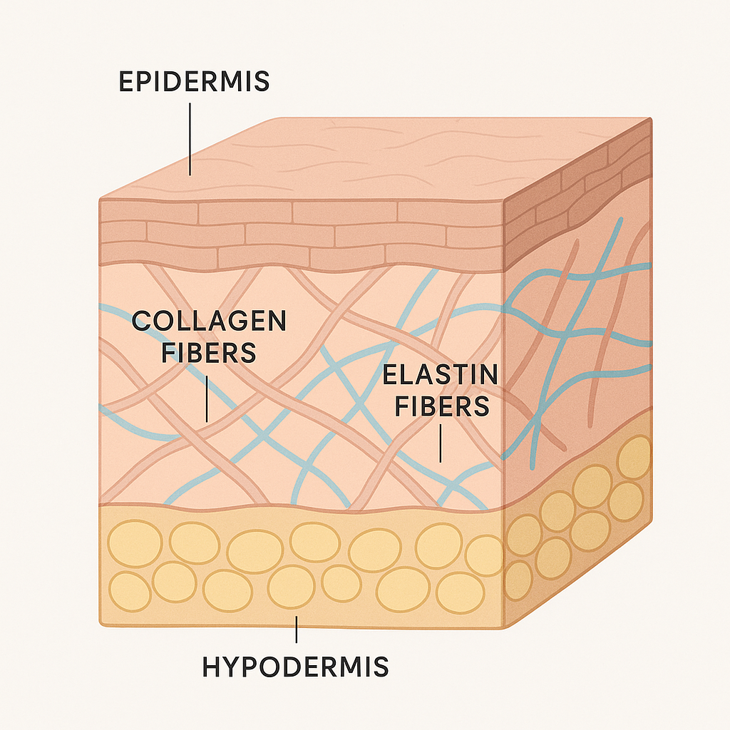 Illustration of skin layers showing collagen and elastin fibers, scientific and educational style, clean and modern design
