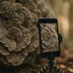 Macro Photography: Capturing Extraordinary Details with Your Smartphone