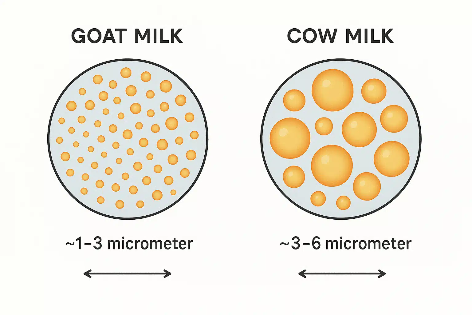 Scientific comparison illustration showing microscopic fat globules in goat milk versus cow milk, educational diagram style with clear labels and measurements